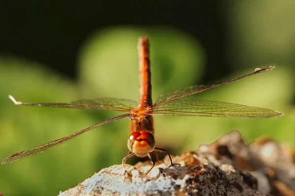 Gros Plan Une Grosse Libellule Orange Vibrante Debout Sur Rocher — Photo