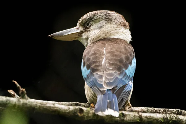 Vacker Bild Blåvingad Kookaburra — Stockfoto
