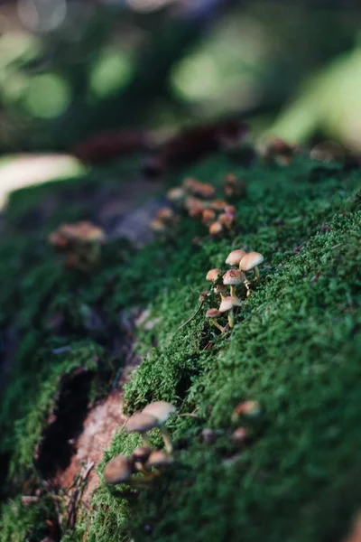 Büyüleyici Bir Ormandaki Yosunlu Bir Gövdede Huzur Dolu Bir Mantar — Stok fotoğraf