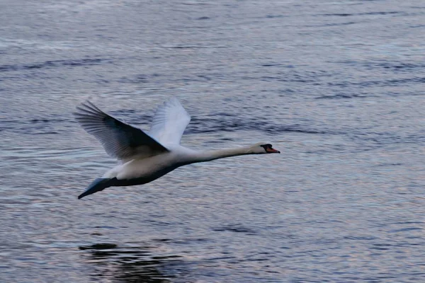 Hermoso Cisne Blanco Extendiendo Sus Alas Volando Sobre Lago Con — Foto de Stock