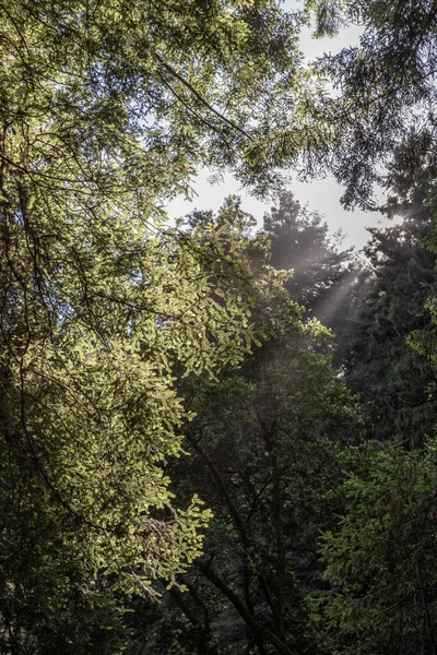 Krásný Záběr Lese Červeného Dřeva Během Letního Dne — Stock fotografie