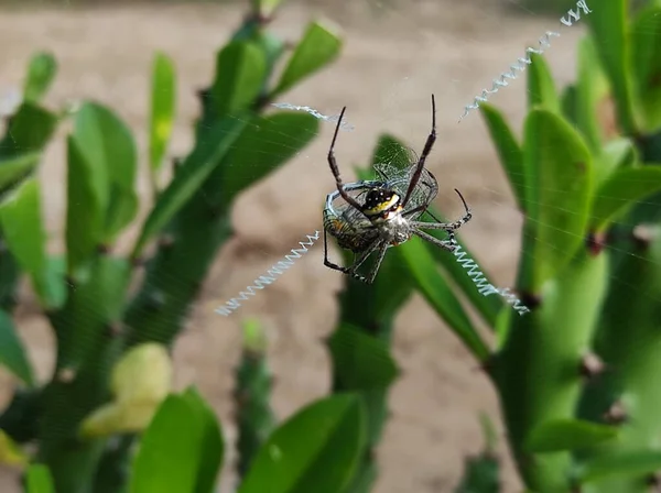 Spider Web照片背景下的一个闭塞镜头 — 图库照片