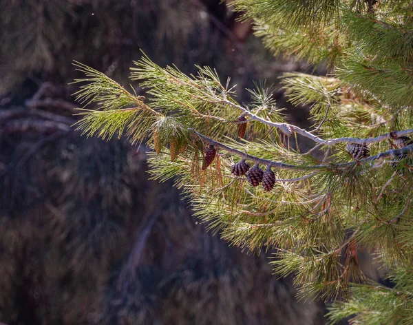 昼間は森の中の木のクローズアップ — ストック写真