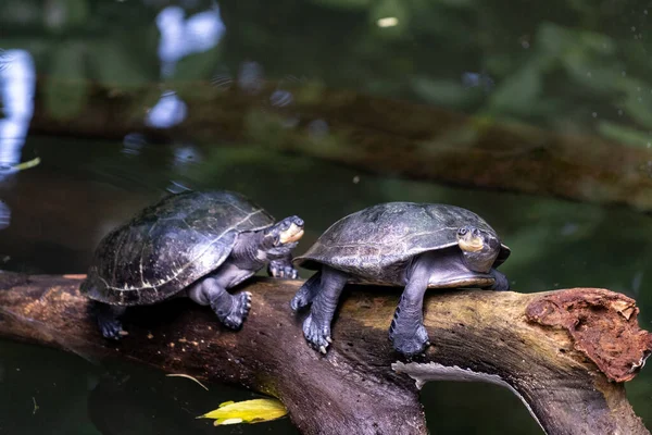 Een Close Van Twee Geel Gevlekte Rivier Schildpad — Stockfoto