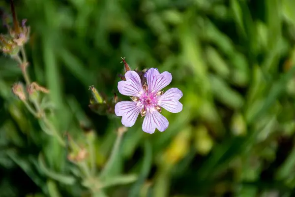 Eine Flache Fokusaufnahme Einer Blume — Stockfoto