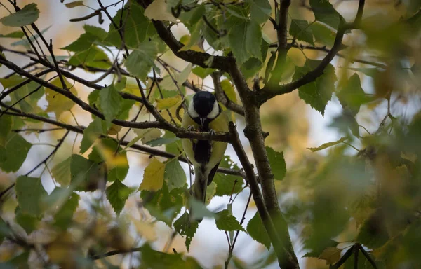 Yapraklarla Çevrili Ağaç Dallarında Oturan Sevimli Sarı Siyah Saksağan Kuşunun — Stok fotoğraf