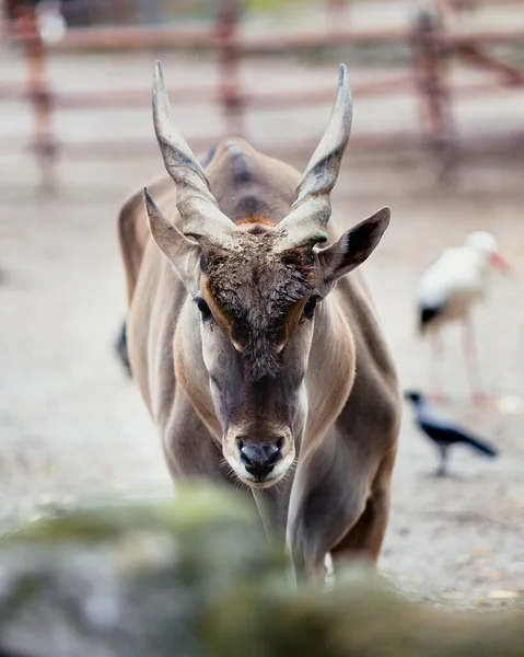 Een Portret Van Een Gemeenschappelijk Land Een Ranch Onder Het — Stockfoto