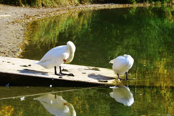 Пара Немых Лебедей Клевала Себя Берегу Озера Отражением Солнечный День — стоковое фото