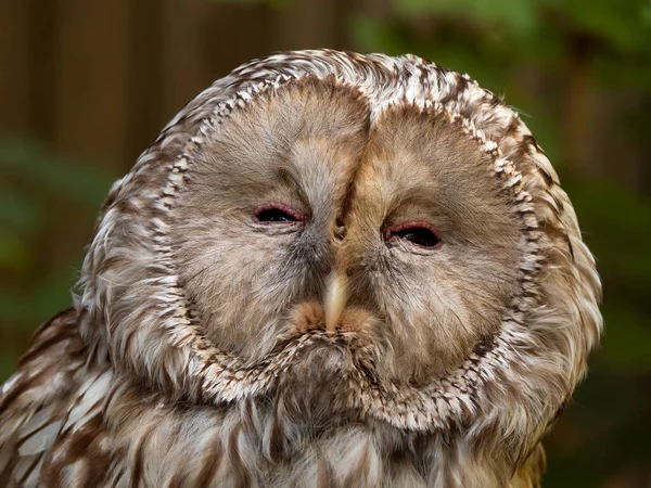 Portrait Cute Brown Owl — Stock Photo, Image