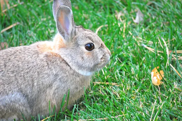 Açık Kahverengi Bir Tavşanın Kulakları Yukarıda Çimlerin Üzerinde Otururken Çekilmiş — Stok fotoğraf