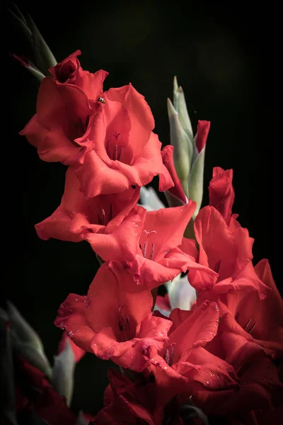 Tiro Vertical Belas Flores Vermelhas Vibrantes Fundo Preto Embaçado — Fotografia de Stock
