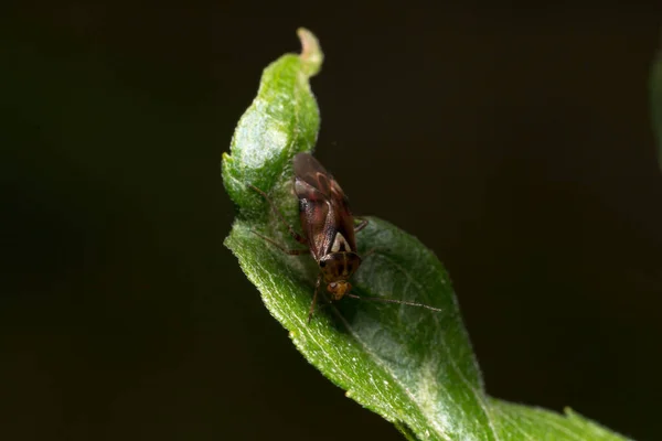 Närbild Insekt Ett Grönt Blad Svart Bakgrund — Stockfoto