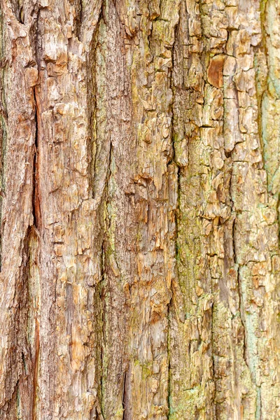木の茶色の樹皮のレリーフ状 — ストック写真