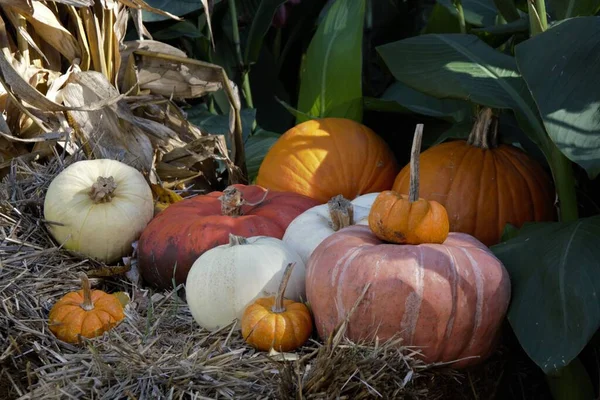 Les Citrouilles Récoltées Dans Jardin — Photo