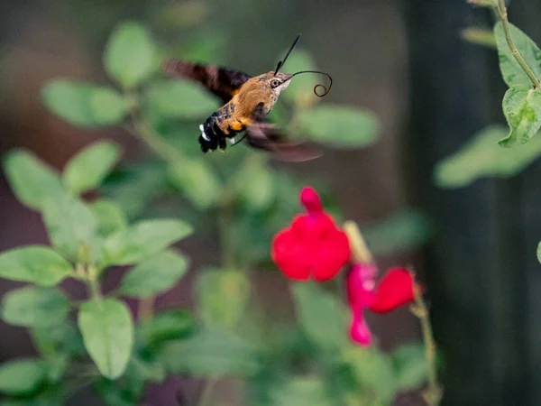 Een Selectieve Focus Van Maile Pilau Hornworm Vliegen Buurt Van — Stockfoto