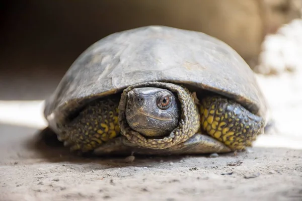 Gros Plan Une Tortue Sur Sol Par Une Journée Ensoleillée — Photo