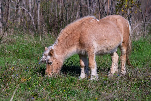 Kırsalda Otlayan Bir Przewalski Nin Atının Yakın Plan Fotoğrafı — Stok fotoğraf