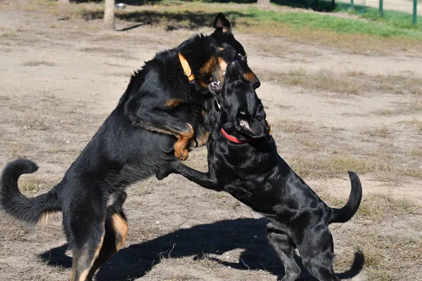 公園で遊んでいる別の品種の犬 — ストック写真