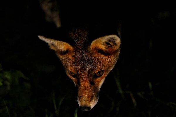 A closeup of a beautiful red fox looking down on a dark evening