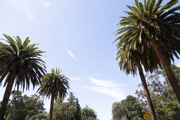 Tiro Baixo Ângulo Palmeiras Universidade Stanford — Fotografia de Stock