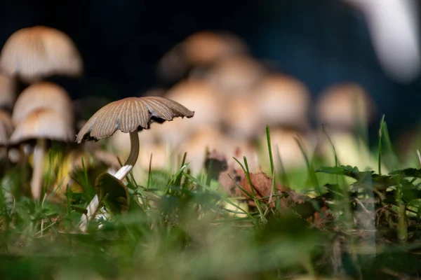 Closeup Shot Wild Mushroom Growing Forest — Stock Photo, Image