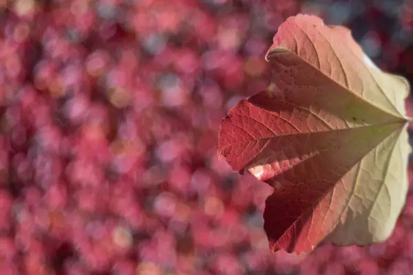 Güz Mevsiminde Güzel Kırmızı Sarı Bir Akçaağaç Yaprağının Bulanık Arkaplanlı — Stok fotoğraf
