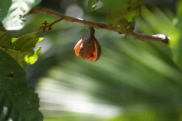 Kleine Bloem Met Een Groene Achtergrond Neergeschoten Een Boerderij Het — Stockfoto