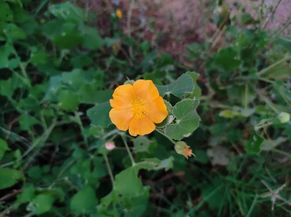 Zbliżenie Żółtego Indyjskiego Abutilon Indian Abutilon Dorastający Zielonej Trawy Naturze — Zdjęcie stockowe