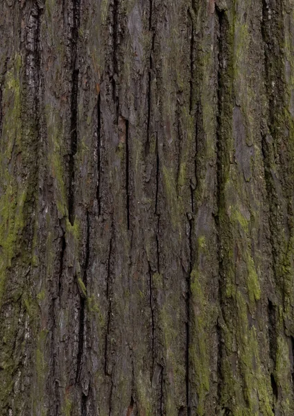 森の中の木の幹のクローズアップ — ストック写真