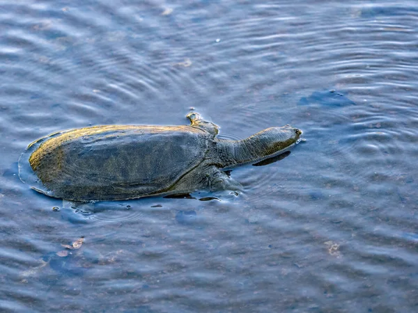 Uma Tartaruga Amur Softshell Pelodiscus Maackii Tartaruga Softshell Norte China — Fotografia de Stock