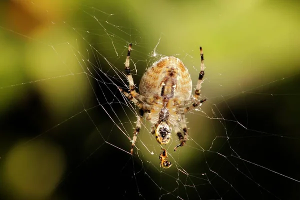 Gros Plan Une Grosse Araignée Tissant Une Toile Extérieur Avec — Photo