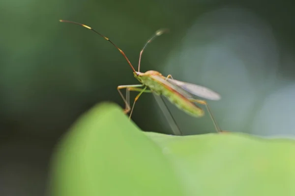 Крупный План Зелёного Жука Trigonotylus Ruficornis Зелёном Листе — стоковое фото