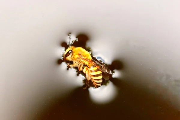 Zbliżenie Małej Pszczółki Pływającej Płynie — Zdjęcie stockowe
