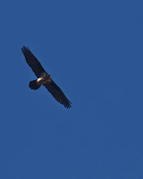 Lugn Utsikt Över Drake Flyger Högt Klarblå Himmel Med Vingar — Stockfoto