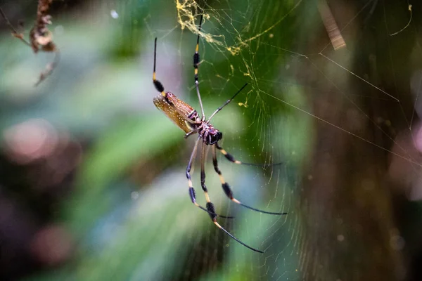 Eine Nahaufnahme Der Spinne Netz — Stockfoto
