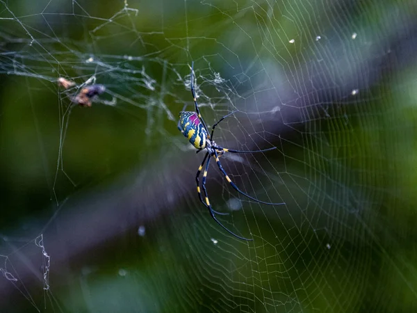 Женщина Joro Spider Trichonephila Clavata Недалеко Йокогамы Япония — стоковое фото