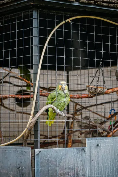 动物园里一只绿鹦鹉的垂直镜头 — 图库照片