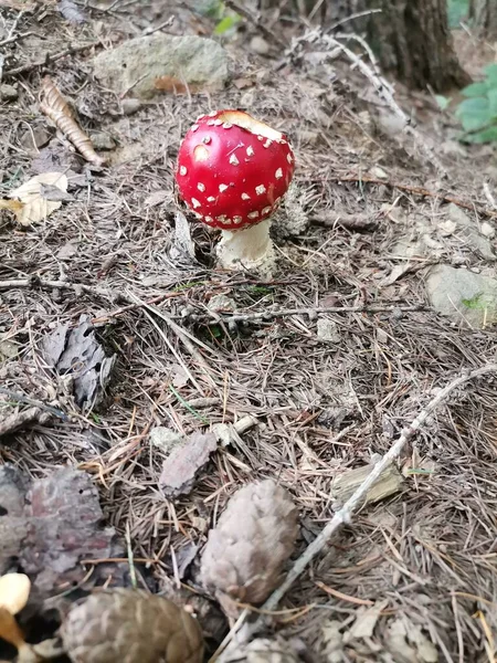 Disparo Vertical Hongo Agárico Mosca Roja Suelo Bosque Durante Día —  Fotos de Stock