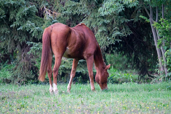 Een Schattige Bruine Paard Grazende Gras Een Groen Veld — Stockfoto