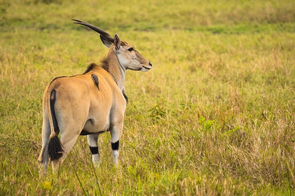 Antilope Orice Kenya — Foto Stock
