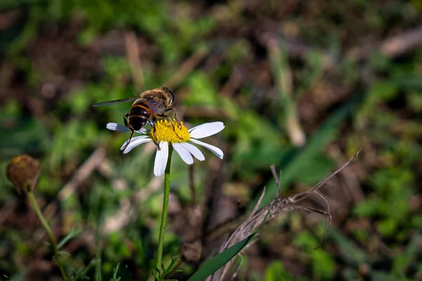Egy Méh Áll Egy Lila Bogáncsvirág Homályos Háttér — Stock Fotó