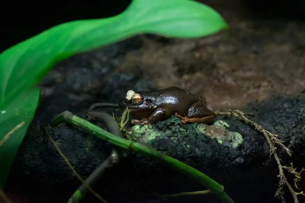 자연계에 개구리의 — 스톡 사진