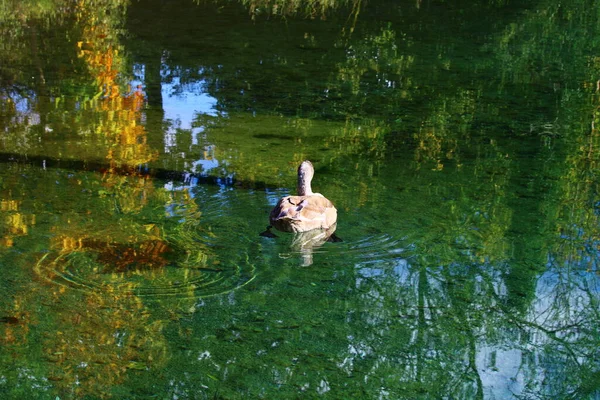 Ein Brauner Schwan Der Einem See Schwimmt Dem Sich Grüne — Stockfoto