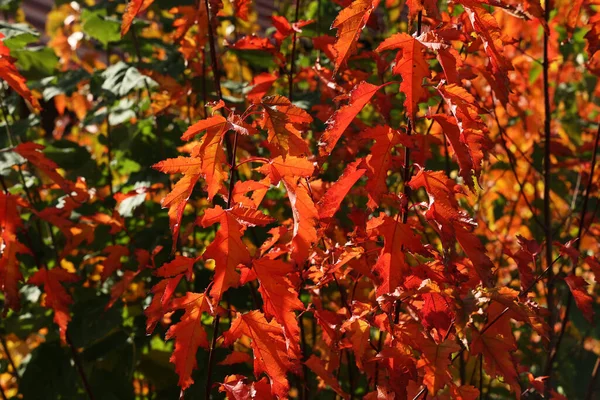 Folhas Coloridas Brilhantes Árvores Outono — Fotografia de Stock