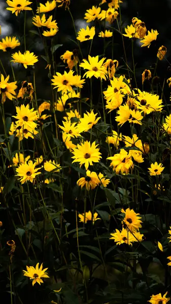 Plano Vertical Hermosas Flores Color Amarillo Brillante Jardín Durante Día —  Fotos de Stock