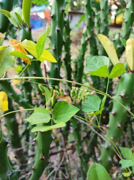 Ein Schöner Schuss Indian Village Forest Plant Baum Und Blumen — Stockfoto