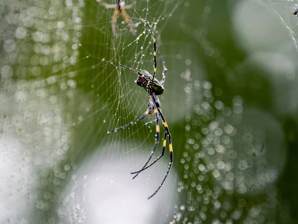 日本横滨公园网上的一位名叫Joro Spider的女性 — 图库照片