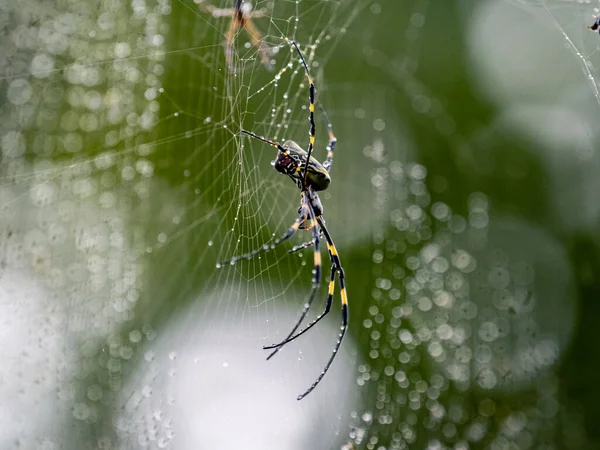 Una Araña Joro Hembra Web Yokohama Park Japón —  Fotos de Stock