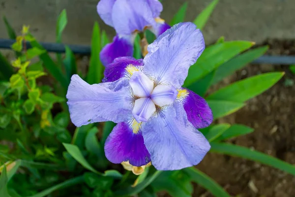 Bild Vacker Blå Blomma — Stockfoto