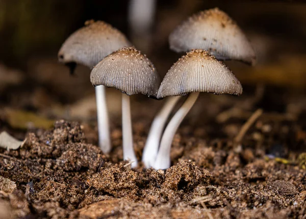 Close Cogumelos Que Crescem Chão — Fotografia de Stock
